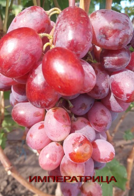 Саженцы винограда: Илона - Л.В.Авина